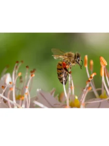 Pollen dabeille Le Monopati 24 2