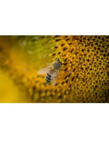 Pollen dabeille Le Monopati 24 3