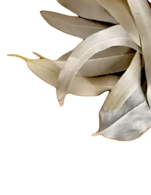 Feuilles Eucalyptus Le Monopati n°1