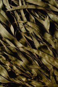 eucalyptus le monopati n°6 1