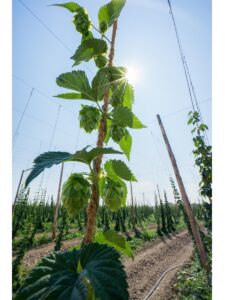 houblon premium le monopati 6 France