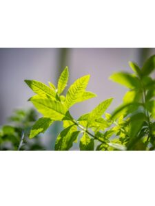 Verveine Citronelle Le Monopati 4 1