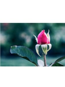 Rose Le Monopati photo 5